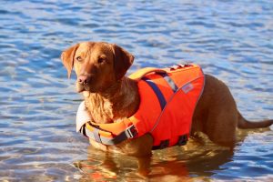 Active Canis Life Jacket