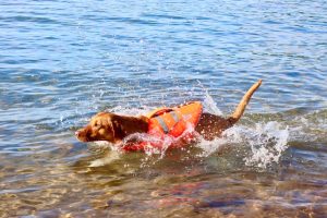 Active Canis Life Jacket