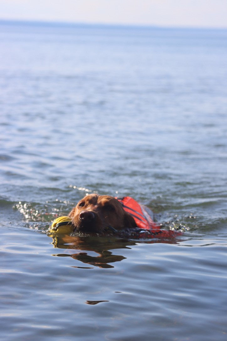 Active Canis Life Jacket